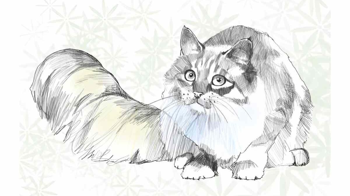 Drawing: A4z_-ymtkr8= Cat